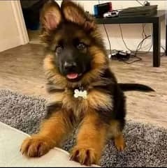 German shepherd puppies My WhatsApp number 03001868066