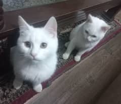 Persian Kitten Pair