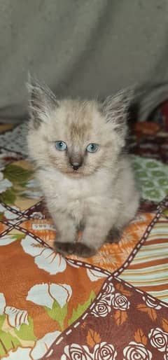 Himalayan breed female kitten looking for a new home