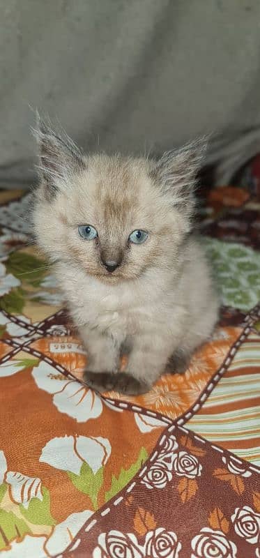 Himalayan breed female kitten looking for a new home 1