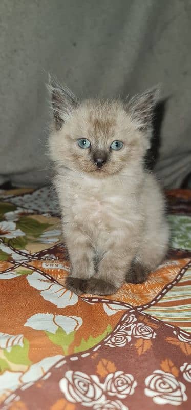 Himalayan breed female kitten looking for a new home 2