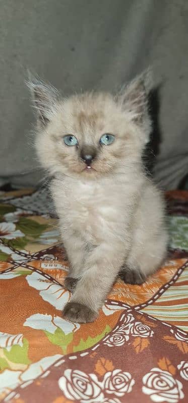 Himalayan breed female kitten looking for a new home 3