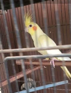 Cream Cockatiel Female For Sale