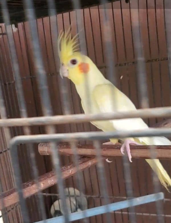 Cream Cockatiel Female For Sale 0