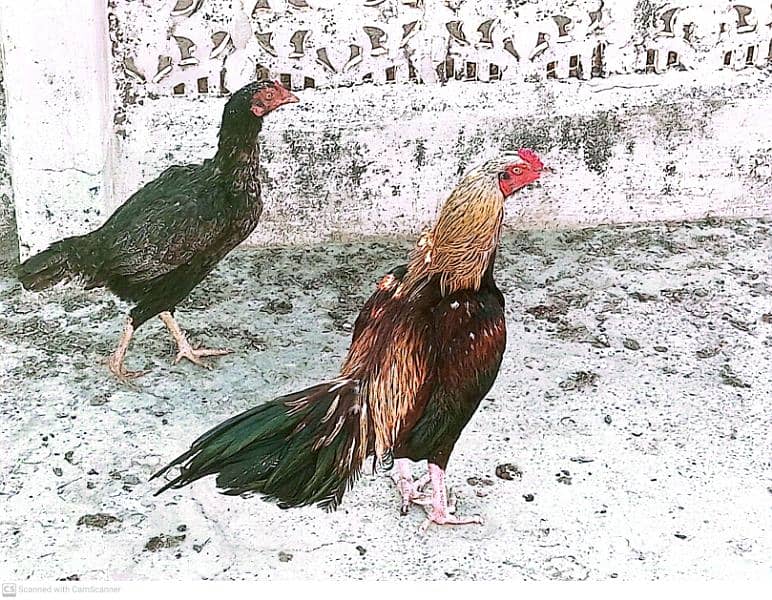 aseel home breed pair for sale 0