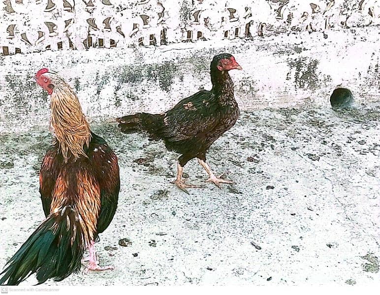 aseel home breed pair for sale 1