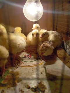 Turkey chicks available