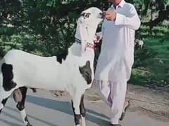 Rajanpuri Bakra Urgent For sale WhatsApp on 0347,8616,105