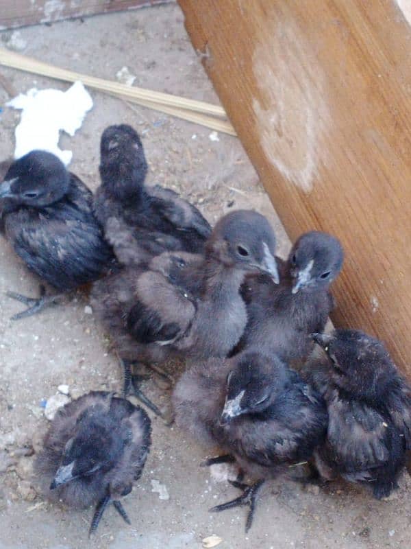 for sale Ayam cemani pure chiks 0