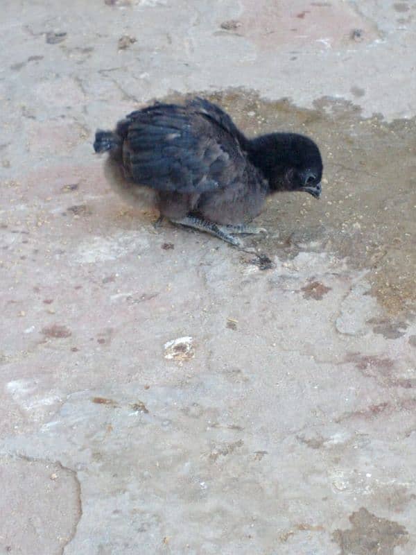 for sale Ayam cemani pure chiks 2