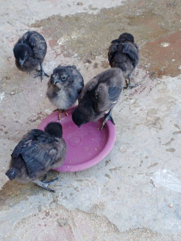 for sale Ayam cemani pure chiks 3