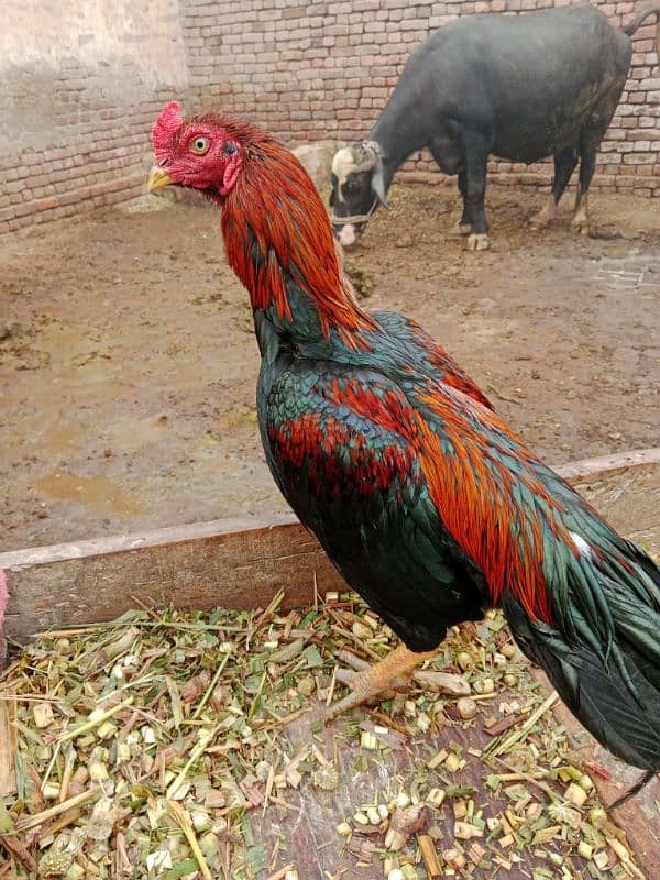 Aseel mianwali breed 2