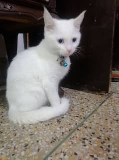 persian doll face kitten for sale with passport