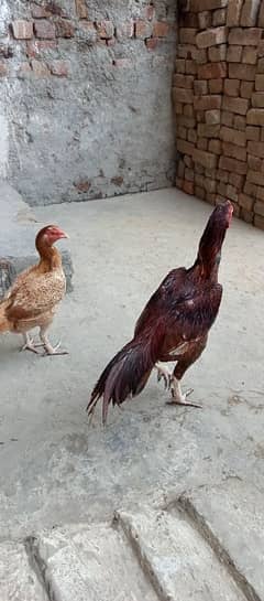 Aseel pair for sale active and breader