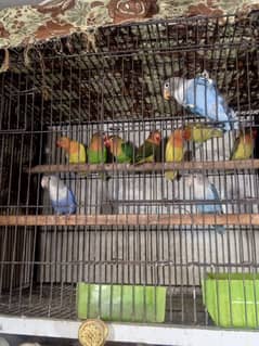 Bhai g Love bird arjint for sale