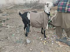 achi nasal ki bakri ha 2 bachy bi ha