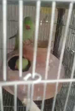 Ringneck breeder pair