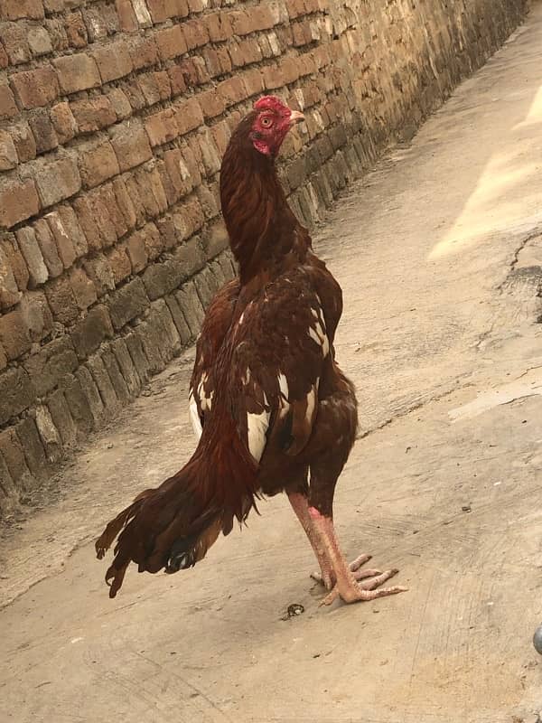 ASEEL MIANWALI MURGA/MURGI / HEN FOR SALE 0