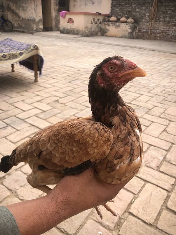 ASEEL MIANWALI MURGA/MURGI / HEN FOR SALE 1