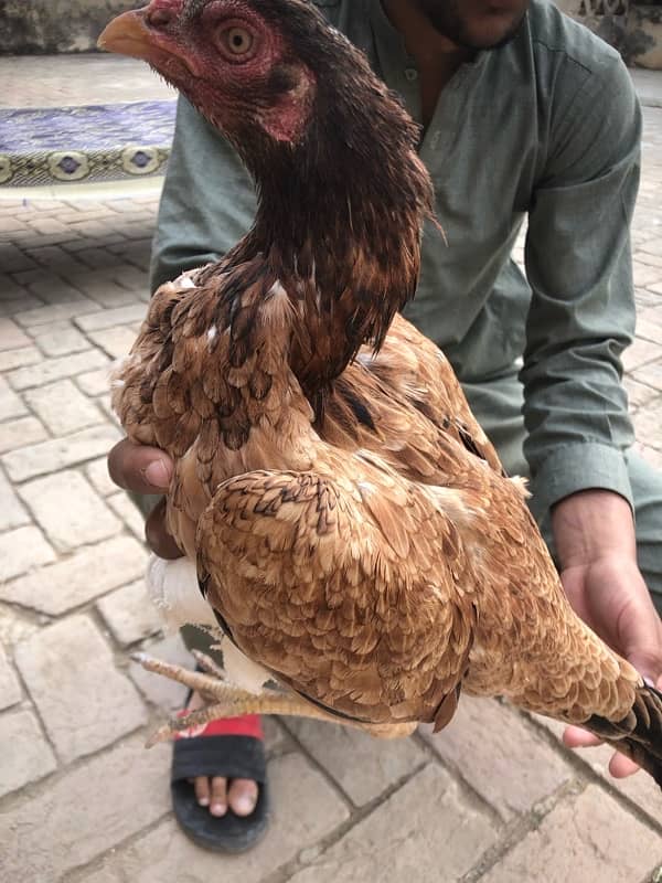 ASEEL MIANWALI MURGA/MURGI / HEN FOR SALE 2