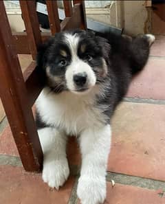 border collie doge . 2. . 5 month age.  pair ha