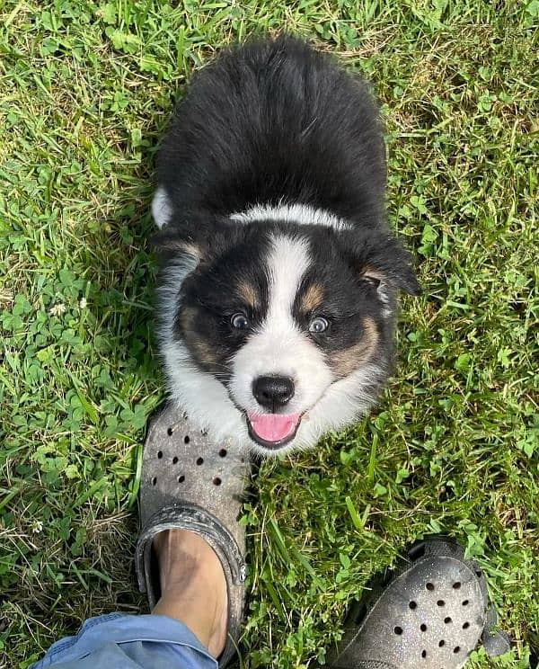 border collie doge . 2. . 5 month age.  pair ha 1