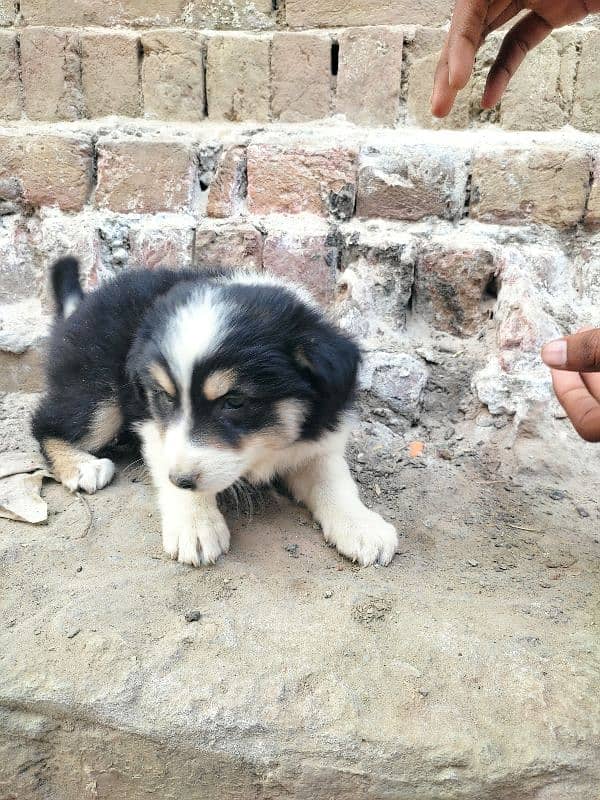 border collie doge . 2. . 5 month age.  pair ha 2