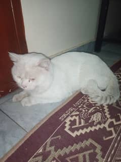 Persian Cat Double Coated