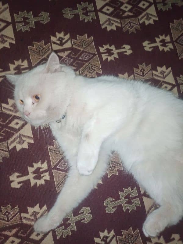 Persian Cat Double Coated 2