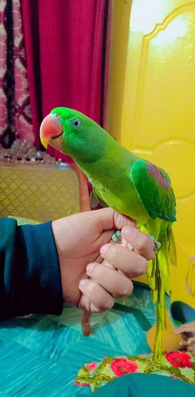 green raw parrot female for sale 0