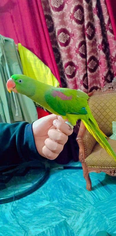 green raw parrot female for sale 1