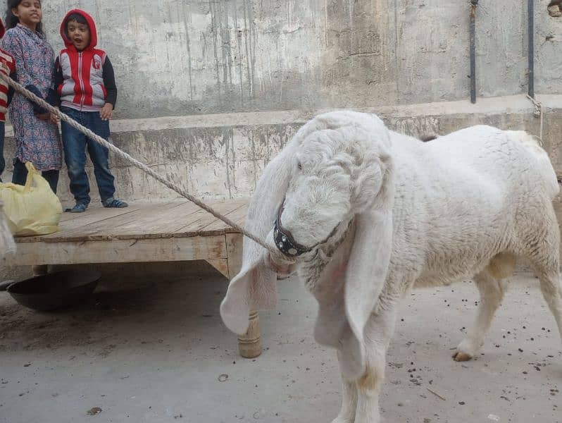 MashaAllah Gulabi 10months Bakra and 2TEETH Gulabi Dumba available. 4