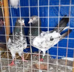 pigeon pure teddy argent sale ?