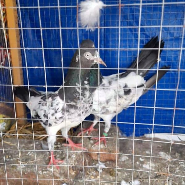 pigeon pure teddy argent sale ? 1