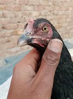 aseel hen for sale 03010118477