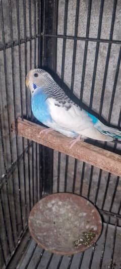 Budgie for sale