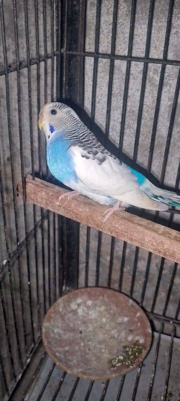 Budgie for sale 0