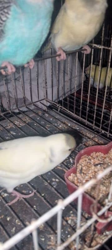 Budgie for sale 2