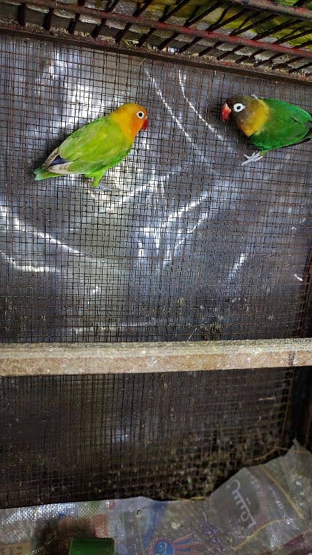 yellow fisher male black mask female pair for sale 0