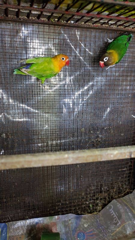 yellow fisher male black mask female pair for sale 1