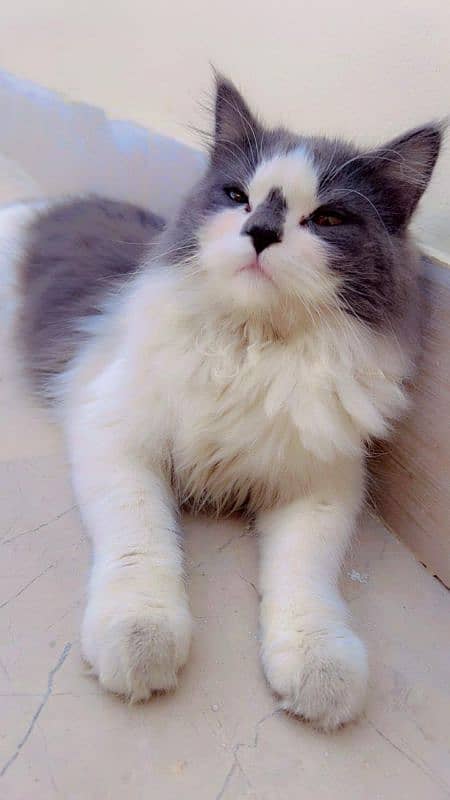 Persian female Cat Pure doll face 1