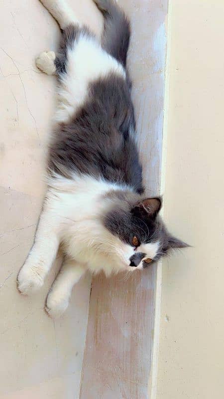 Persian female Cat Pure doll face 3