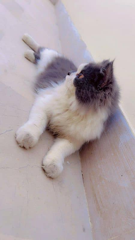 Persian female Cat Pure doll face 4