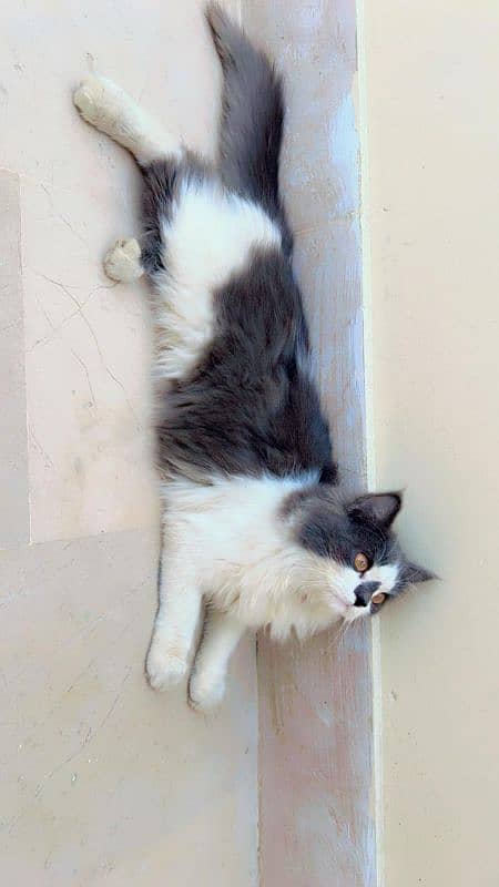 Persian female Cat Pure doll face 5