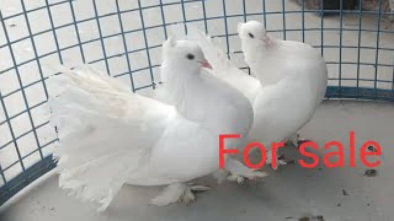 2 Female White Lakke Peigion For Sale 0