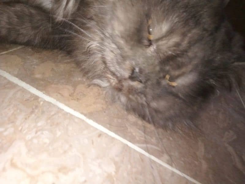 black persian triple coated male 1