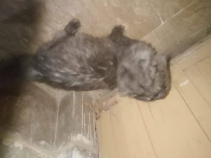 black persian triple coated male 2