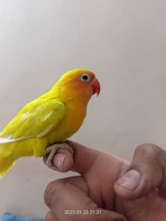 love bird not bite