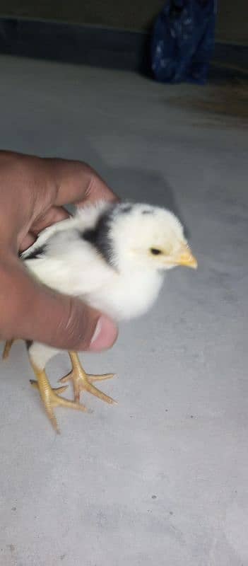 11 Jawa aseel chicks 20 days 5