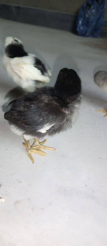 11 Jawa aseel chicks 20 days 6